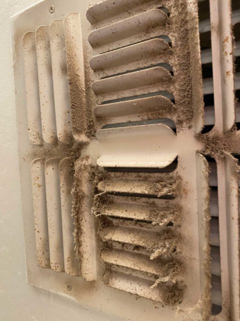 AH. Open air mold test. can anyone identify? (pic) - Indoor Air